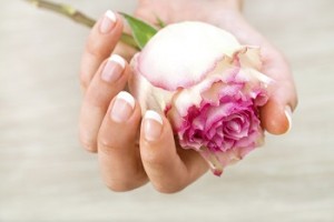 Close up of female hand holding pink rose.